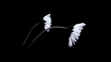 Zwei Gänseblümchen in schwarz-weiß von Leny Silina Helmig