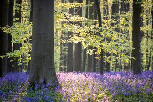 Wald von Jeroen Linnenkamp