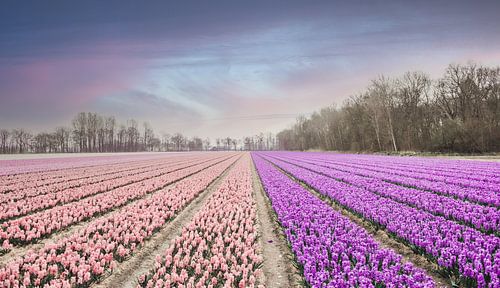 Zacht rose en fel paars gekleurde bloemen met pastel kleurige lucht | Lisse, Zuid-Holland, Nederland