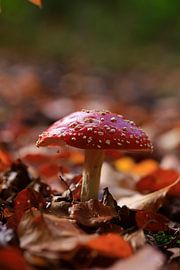 Märchenhafter Fliegenpilz von Thomas Jäger