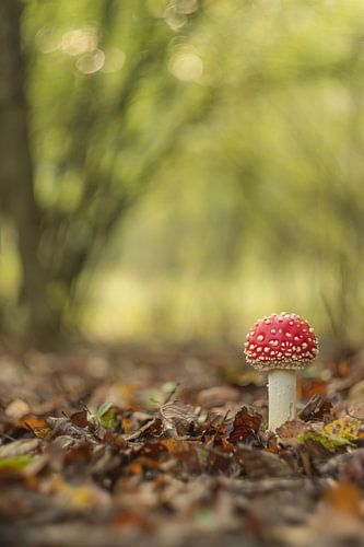 Jonge vliegenzwam - paddenstoel rood met witte stippen