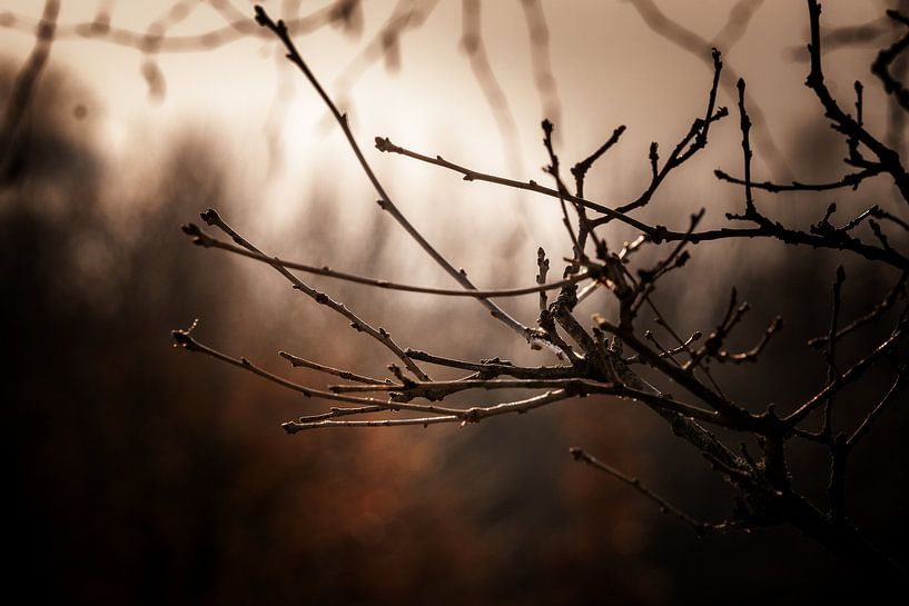 Winter silence by Gonnie van Roij