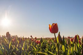 Tulpen in der Sonne von Bert van Wijk