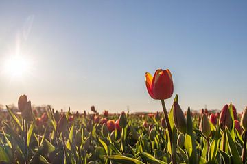 Tulpen in de zon van Bert van Wijk
