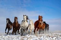 Mongolië Paarden, Libby Zhang van 1x thumbnail