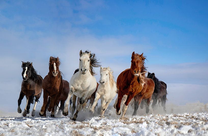Mongolië Paarden, Libby Zhang van 1x