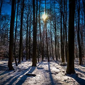 Winter forest van Wouter Goedvriend