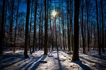 Winter forest van Wouter Goedvriend
