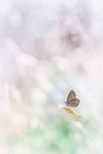 Magical by Bob Daalder