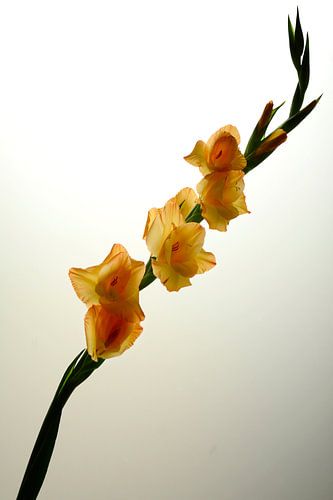 Gladioli