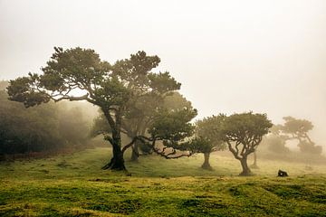 Sp(r)ook(jes)achtig tafereel in het Fanal nevelwoud III | Madeira | Landschap van Daan Duvillier | Dsquared Photography