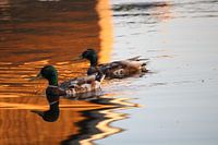Reflective ducks