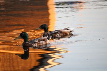 Reflective ducks by Krista Zuur