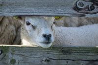 Texel lamb