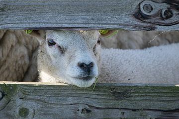 Texel-Lamm von Debbie Rijnders