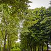 Bäume in Almere - NL von Elmar Marijn Roeper