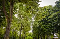 Bäume in Almere - NL von Elmar Marijn Roeper Miniaturansicht