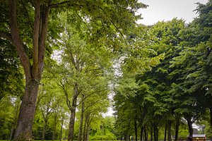 Bäume in Almere - NL