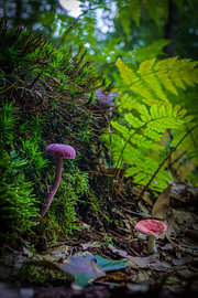 Pilze von snippefotografie