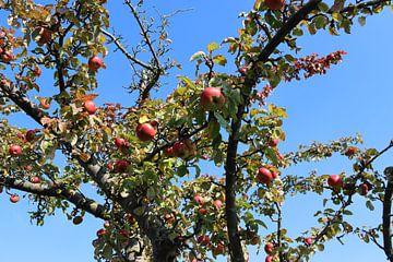 Appelboom in de herfst van Alexandra Joseph Reisefotos und Landschaftsbilder