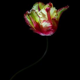 Tulipa Flamenco II sur Atelier Meta Scheltes