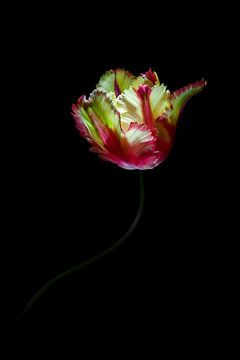 Tulipa Flamenco II