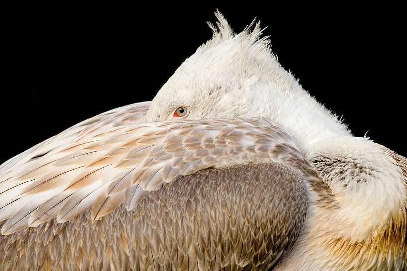 Pelican by Judith van der Graaf