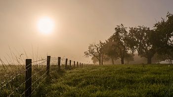 De opkomende zon schijnt door de mist naast een oude boomgaard. 