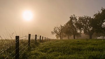 De opkomende zon schijnt door de mist naast een oude boomgaard.  van Fred Louwen