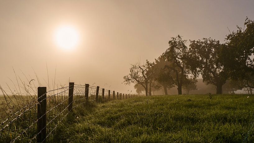 Sunrise and mist and an old orchard. Dew on the grass. Mystical atmosphere.  by Fred Louwen