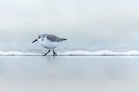 Drieteenstrandloper