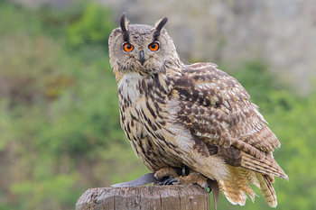 Owl portrait
