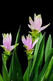 curcuma bloemen by 7Horses Photography