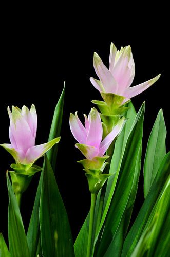 curcuma bloemen