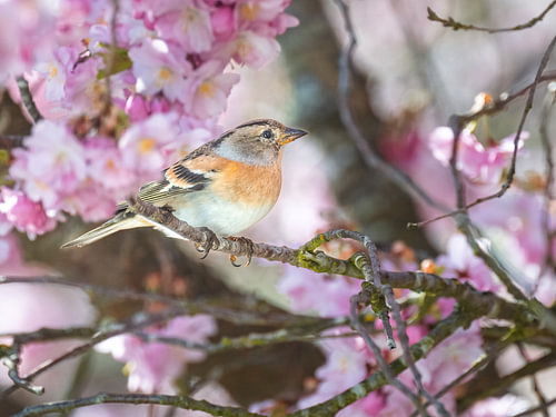 Close-up van een bergvink