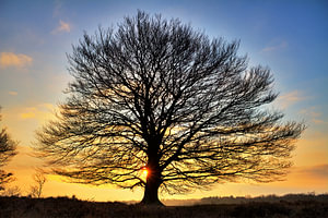 Silhouet zonsopkomst