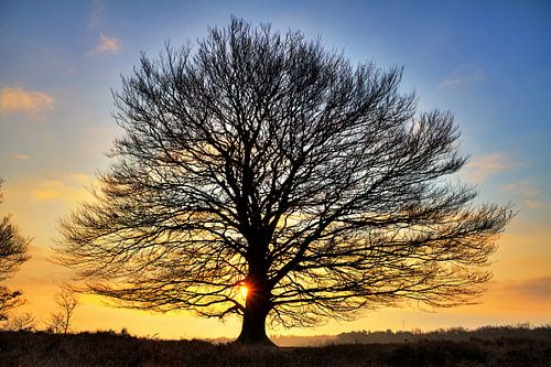 Silhouet zonsopkomst by Dennis van de Water