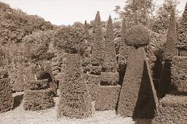 Nadelbäume in Sepia