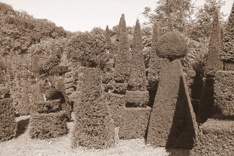 Nadelbäume in Sepia von Jose Lok