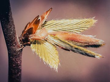 Silent unfolding by Max Steinwald