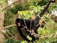 Black Peruvian spider monkey