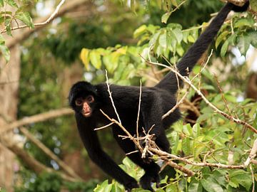 Singe-araignée noir péruvien sur Sallys World