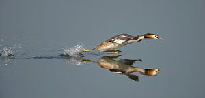 Grebe walks across the water by Erik Veldkamp