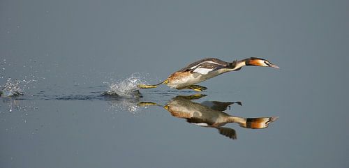 Grebe walks across the water
