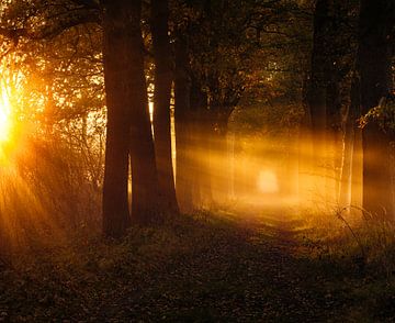 Zonneharpen in het bos in de herfst - De Moeren, Noord-Brabant
