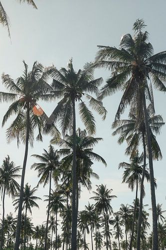 Palmbomen bos | reisfotografie print | Lombok Indonesië