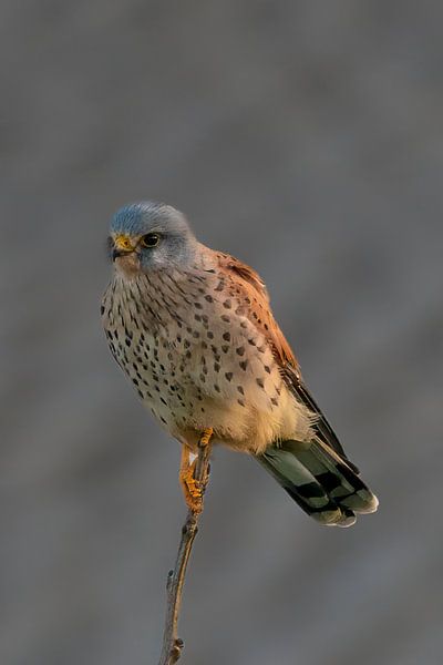 Faucon crécerelle (mâle) au repos vigilant par Johannes Jongsma