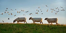 Begleitschutz von Dieter König