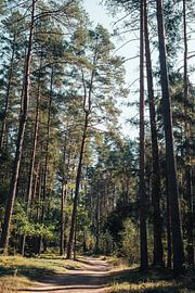 Sunbeams in the Primeval Forest – Nature Trail by Milene van Arendonk