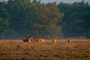 Red deer in the morning light by Youri Jongkoen